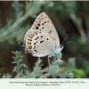 satyrium hyrcanicum khizi female8